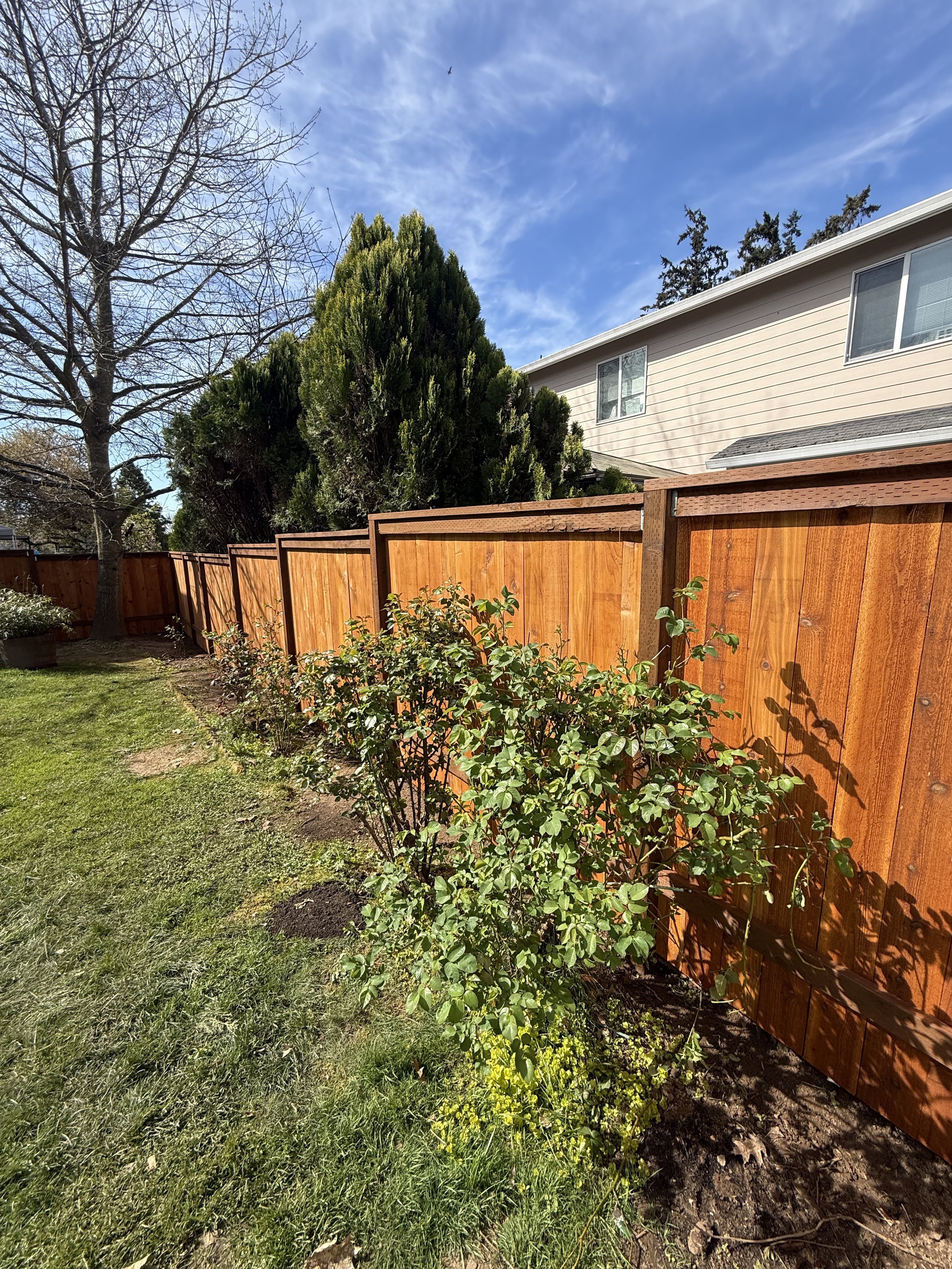 Privacy Cedar Fence